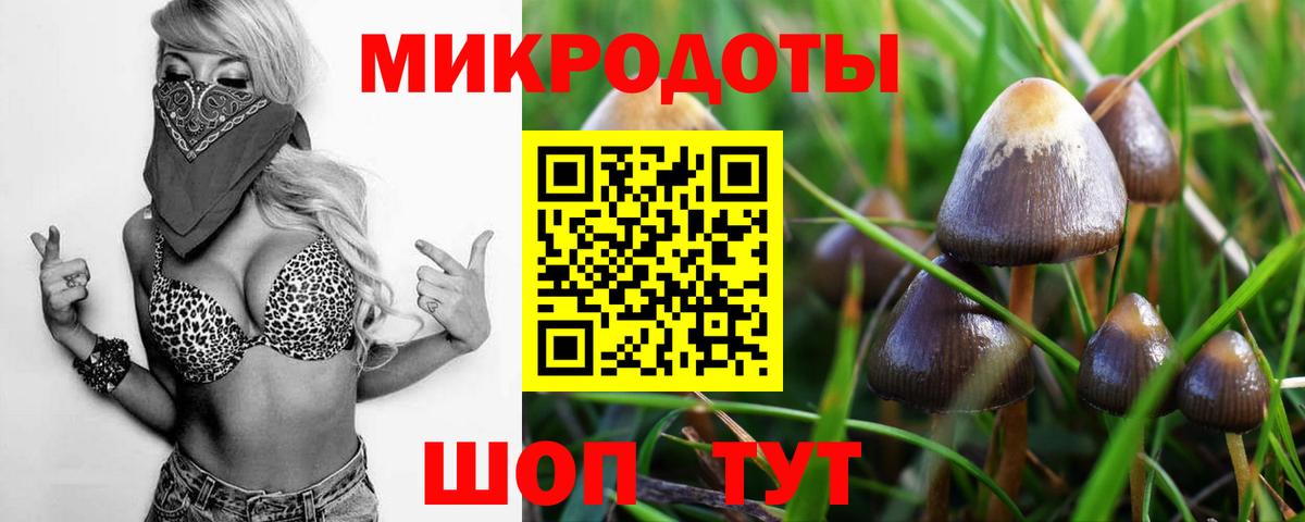 Псилоцибиновые грибы Psilocybe Лабинск